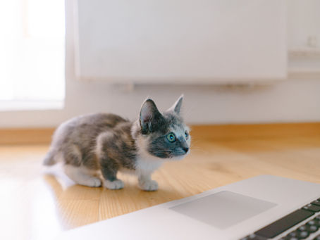 Makanan Untuk Kucing Kecil yang Tepat Untuk Diberikan dan Cara Merawatnya