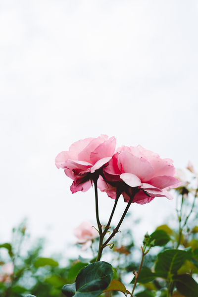 Image by Masaaki Komori