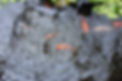Fish in a Koi Pond Eating Tetra Pond Fish Food