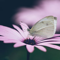 flower, butterfly, reiki services