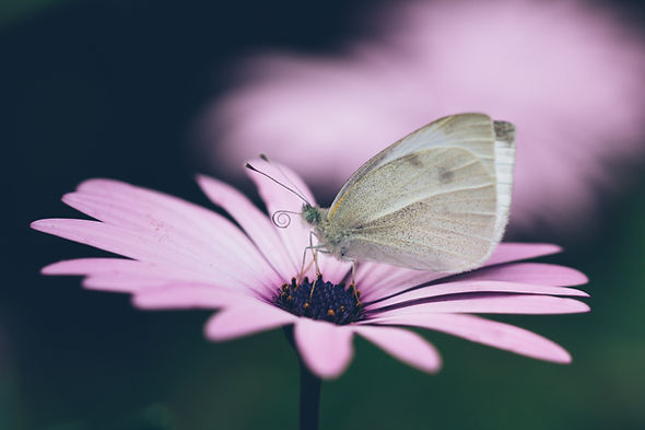 Image by Bogomil Mihaylov