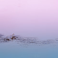 Image by Ali Abdul Rahman