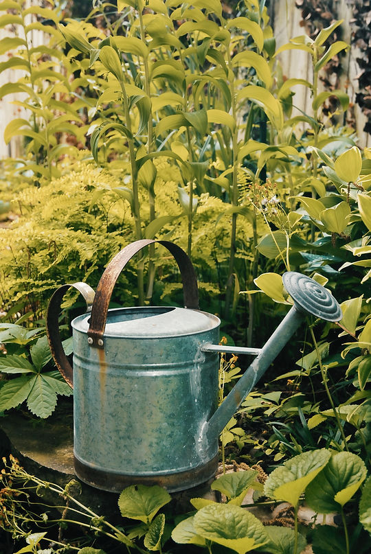 phoenix kitchen garden watering can