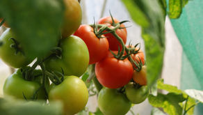 The Best Tomato Varieties for Urban Gardens