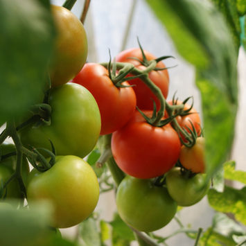 4 Steps to Starting Peppers and Tomatoes from Seed