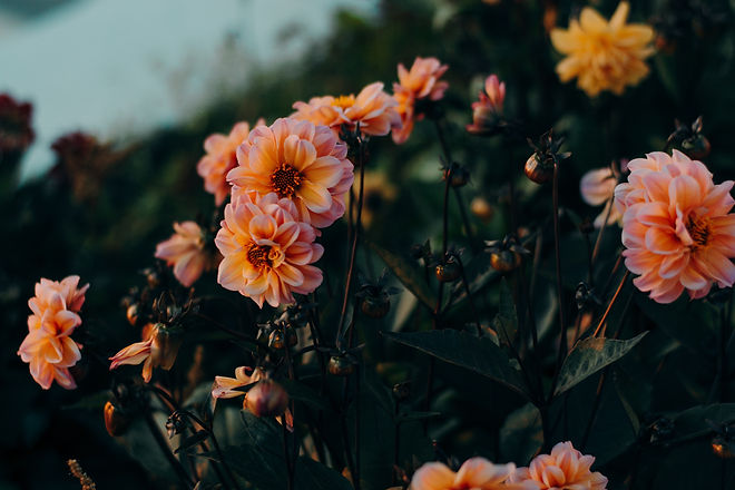 Image by Irina Iriser