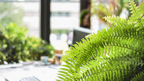 plants