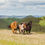 Thumbnail: Horses Joint Welfare