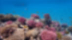 Coral Reefs in Egypt