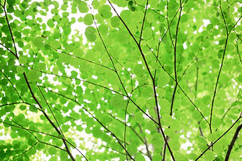 Image by Kumiko SHIMIZU