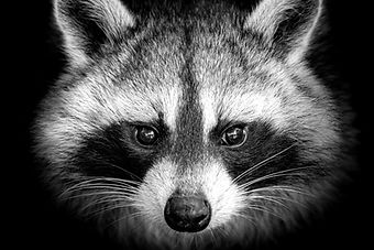 Image by Yannick Menard