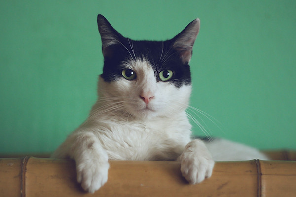 Image by Manja Vitolic