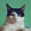 Image by Manja Vitolic