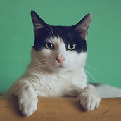 Image by Manja Vitolic
