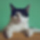 foto de gato