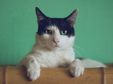 Cats and Psychic Connection: The Purr-fect Mystical Bond