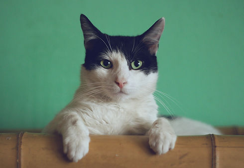 Image by Manja Vitolic