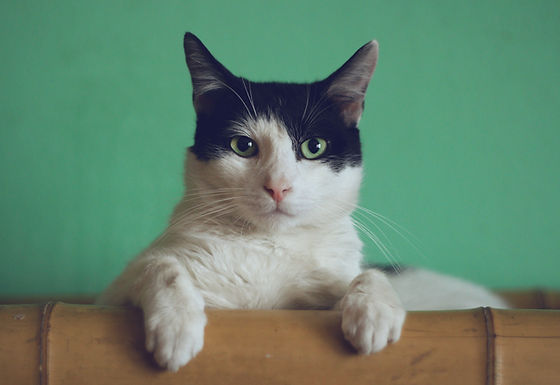 Cat Facts