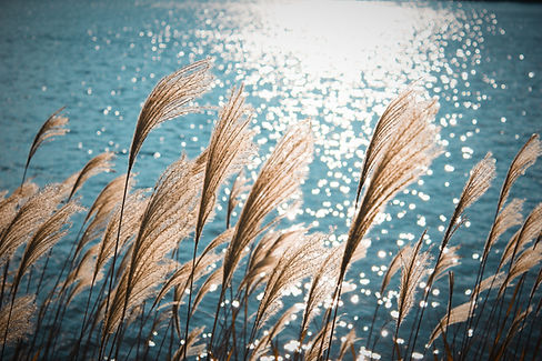 Image by Weiqi Xiong