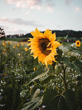 zonnebloem