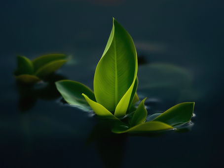 The Environmental Impact of Bitcoin Mining: Fact or Fiction?