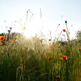 Image by Matthias Neufeld