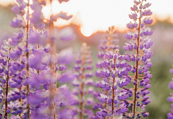 Image by Liana Mikah