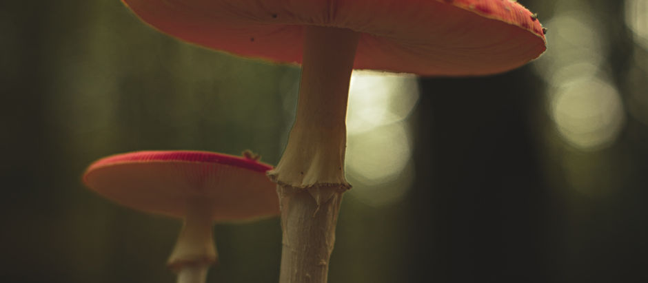 A Delightful Dive into the Mind: The Playful Path to Microdosing