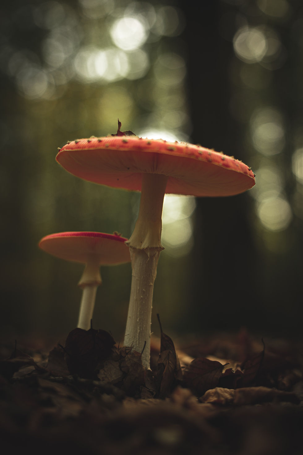 Dry Amanita caps - 50g