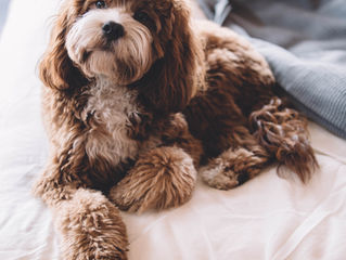 Don't Buy Puppies from Puppy Brokers: Here's Why