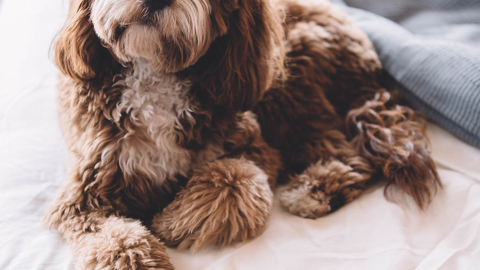 Fluffy brown and white Cockerpoo puppy lying on a bed with white sheets and a grey blanket. The dog looks content and curious, with soft lighting in the room.