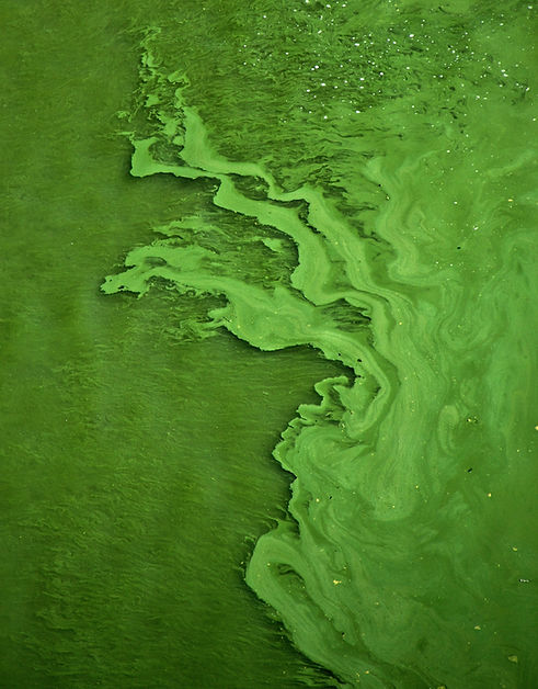 Image by Mihály Köles