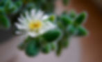 A flower on a pickle plant, which is one of the most unique plants for your home in Pennsylvania