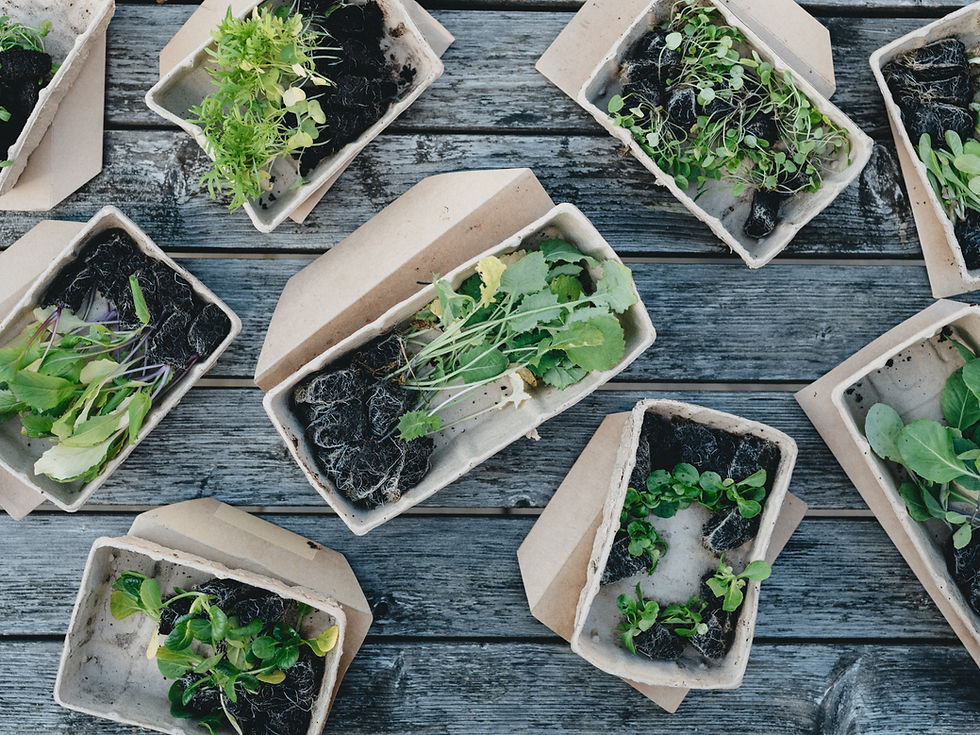 plants on paper containers