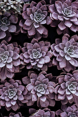 Image by Annie Spratt