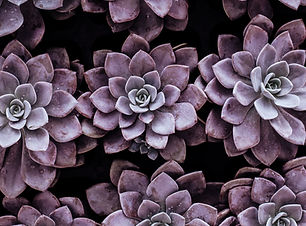 Image de Annie Spratt