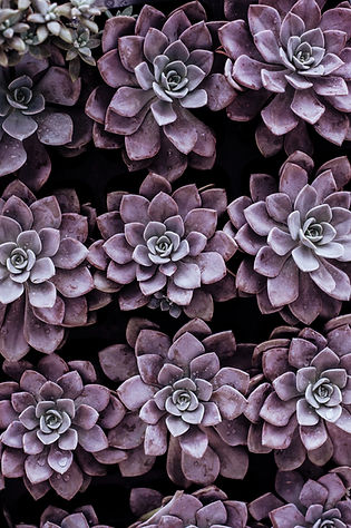 Image by Annie Spratt