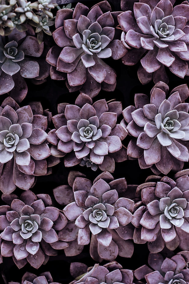 Image by Annie Spratt