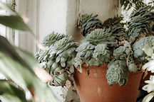 Image by natalie overthrow