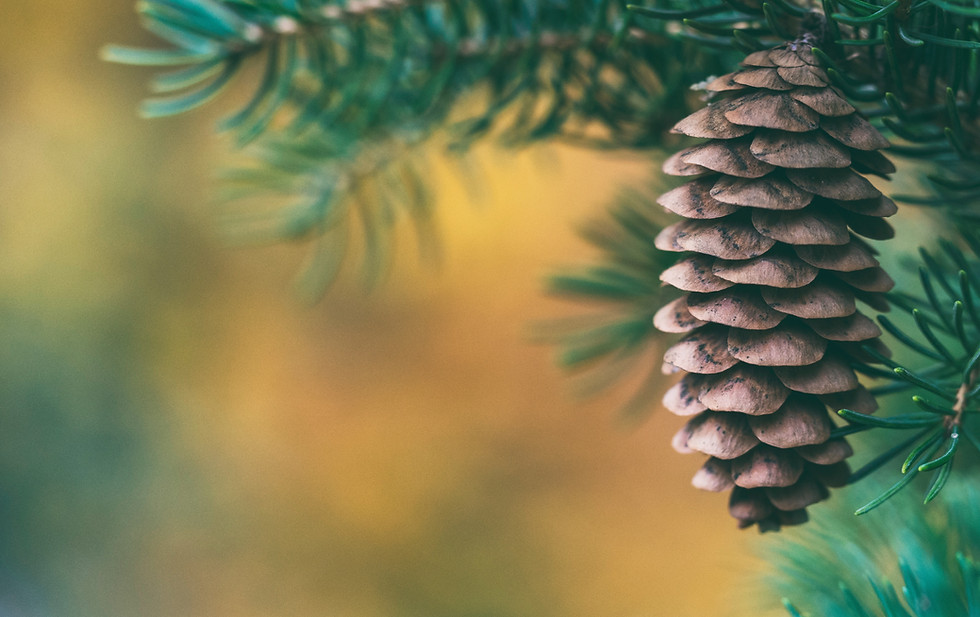 Image by Aaron Burden