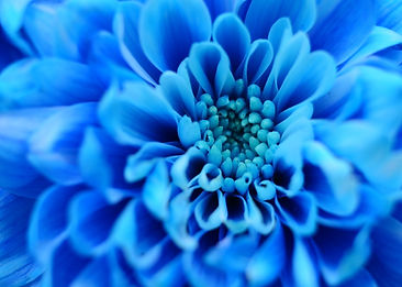Close-up of blue flower