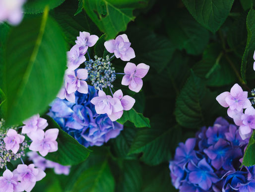 Gardening Myths: True or False? 