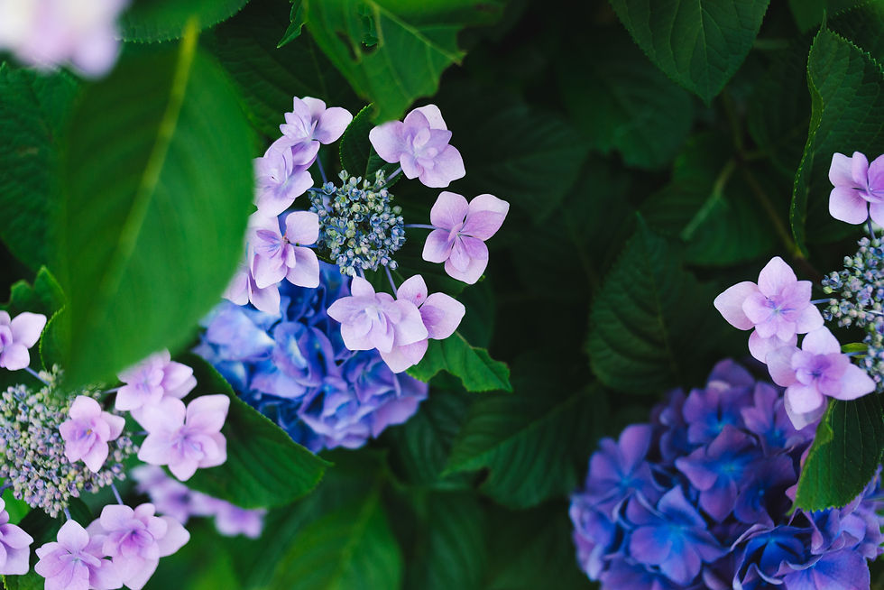 You can change the colour of a hydrangea