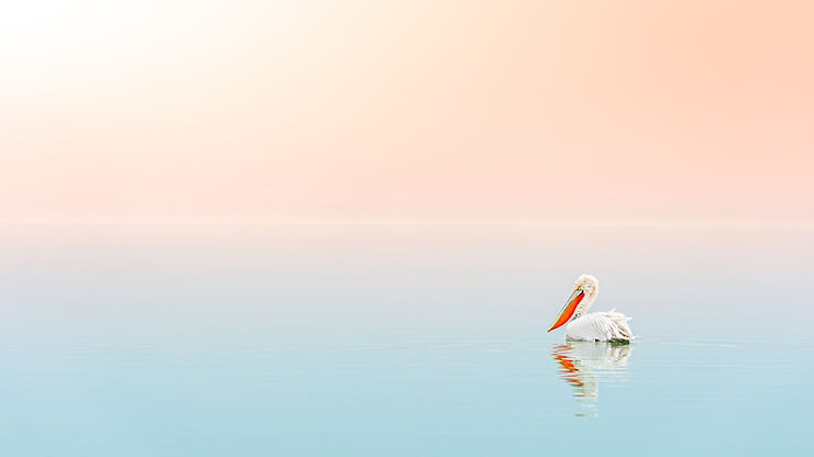 Ein weißer Pelikan mit orangenem Schnabel treibt allein auf einer ruhigen hellblauen Wasseroberfläche, der Himmel ist apricot-farben