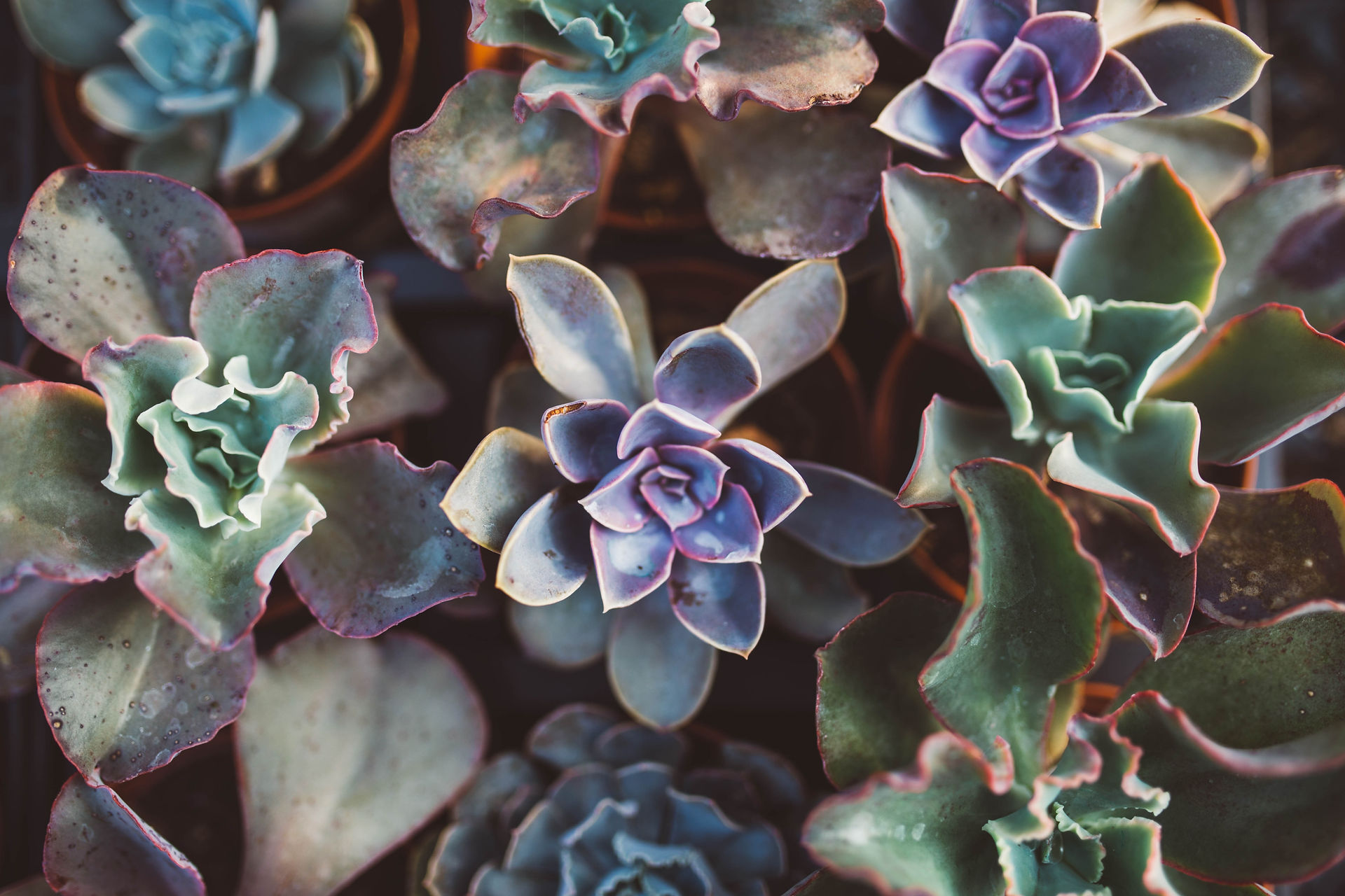 Echeveria, Plants pour une Jardin Sans Entretien