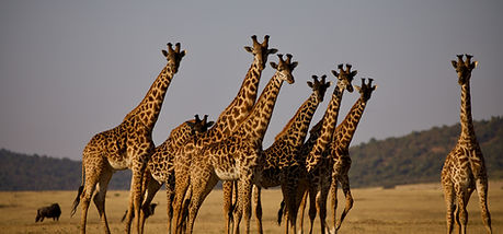 4 days safari from zanzibar