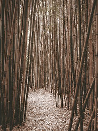 Image by Elizabeth Explores