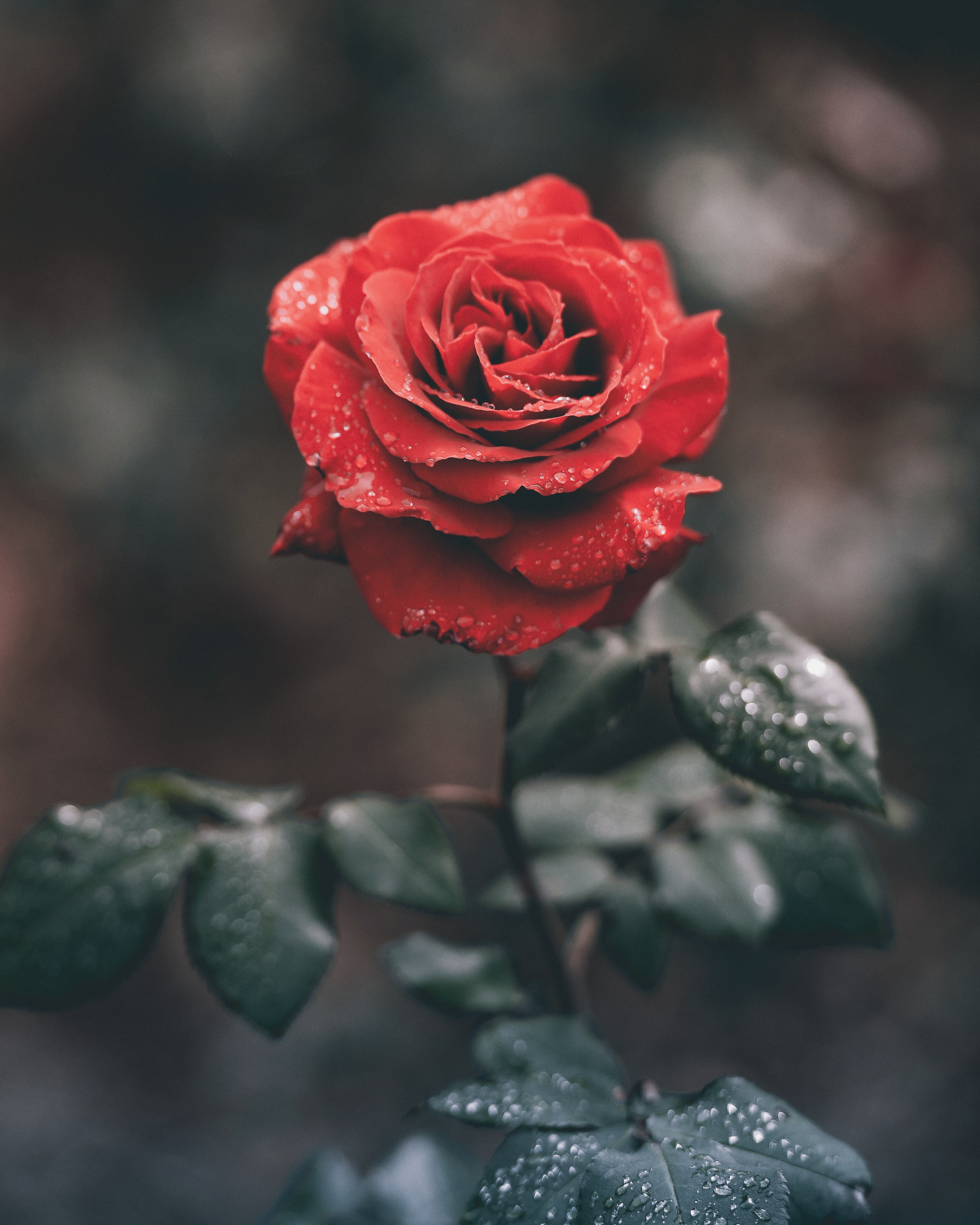 Cover image for Swadharma — If fragrance is the essence of a rose, what is yours?