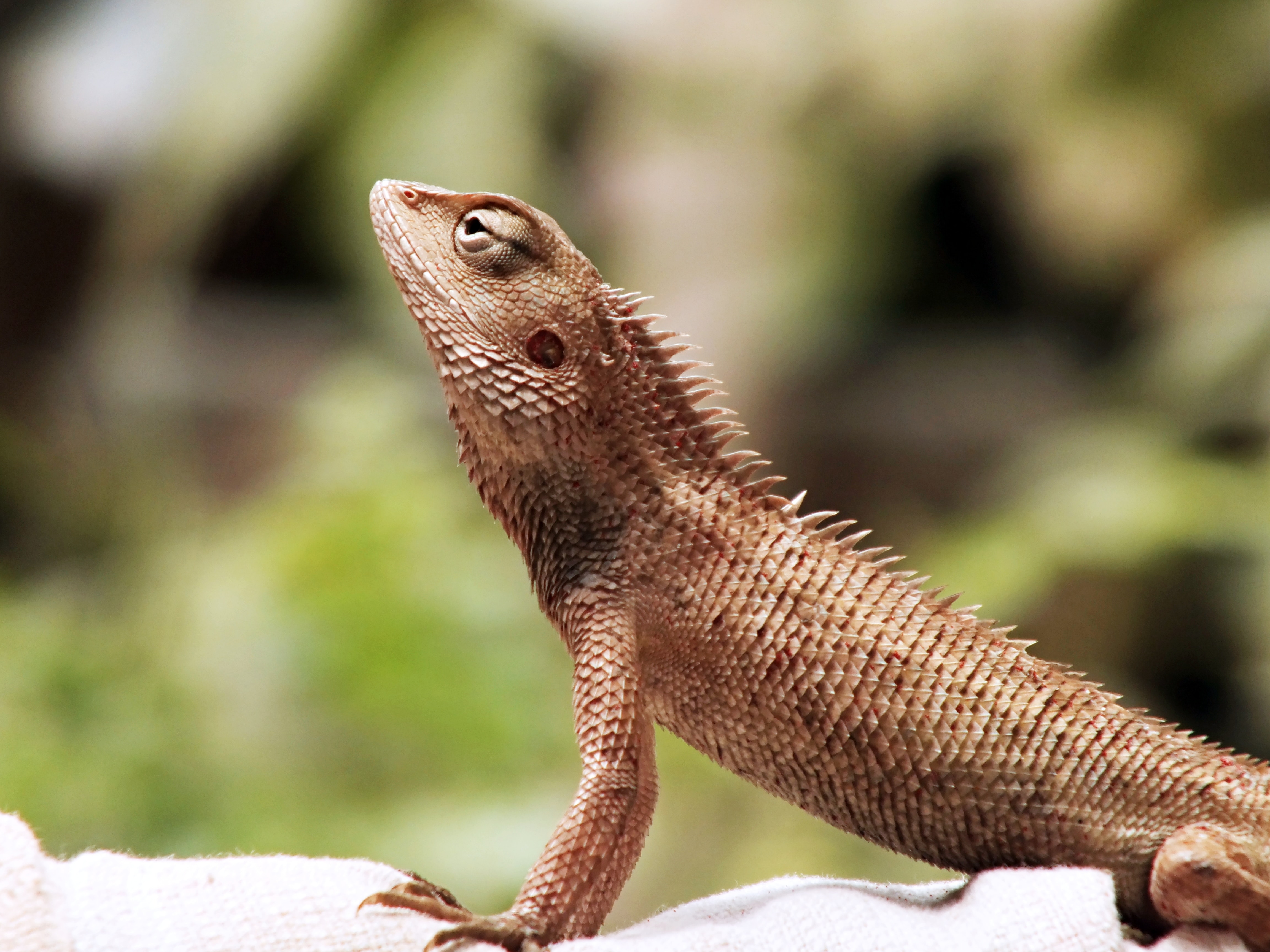 Reptiles
