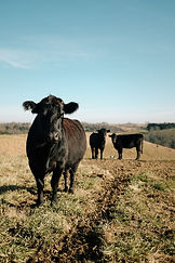 Image by David Lundgren